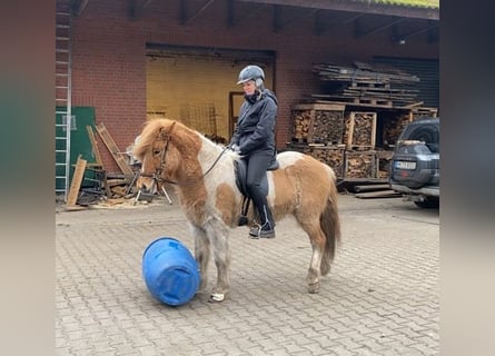 IJslander, Ruin, 7 Jaar, 145 cm, Gevlekt-paard