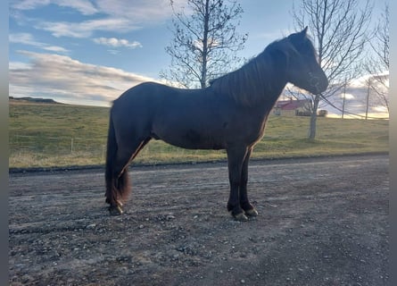 IJslander, Ruin, 7 Jaar, 149 cm, Zwart