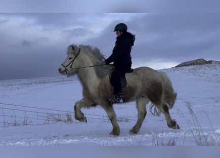 IJslander, Ruin, 7 Jaar, 150 cm, Gevlekt-paard