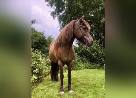IJslander, Ruin, 8 Jaar, 142 cm, Zwart