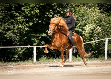 IJslander, Ruin, 8 Jaar, 147 cm, Vos