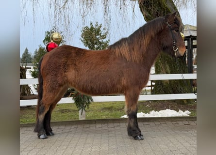 IJslander, Ruin, 9 Jaar, 147 cm, Bruin