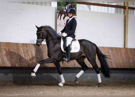 Trakehner, Stallion, 6 years, 16,3 hh, Bay-Dark