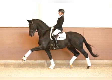 Westphalian, Stallion, 7 years, 16.3 hh, Black