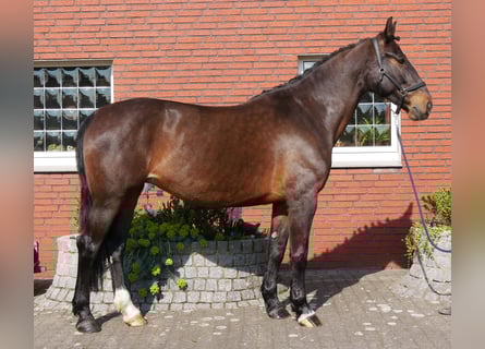 Inne konie gorącokrwiste, Klacz, 10 lat, 163 cm, Gniada