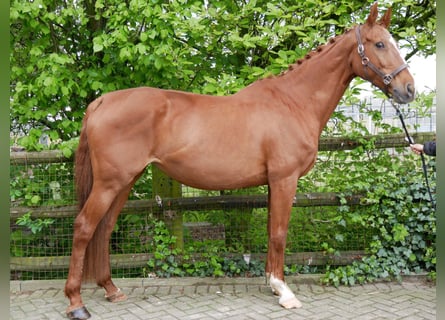 Inne konie gorącokrwiste, Klacz, 10 lat, 164 cm