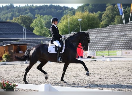 Inne konie gorącokrwiste, Klacz, 10 lat, 167 cm, Kara