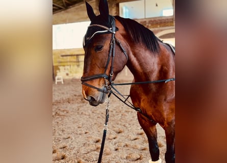 Inne konie gorącokrwiste Mix, Klacz, 12 lat, 155 cm, Gniada