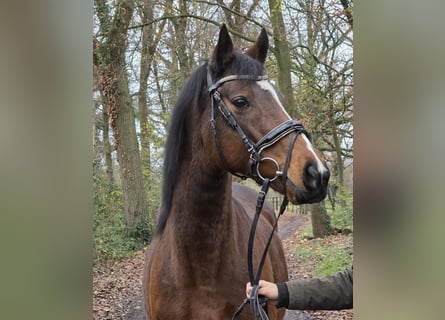 Inne konie gorącokrwiste, Klacz, 12 lat, 160 cm, Gniada
