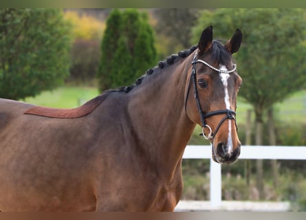 Inne konie gorącokrwiste, Klacz, 14 lat, 165 cm, Gniada