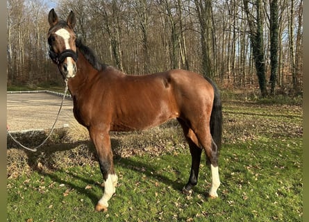 Inne konie gorącokrwiste, Klacz, 16 lat, 166 cm, Gniada