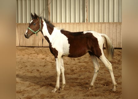 Inne konie gorącokrwiste, Klacz, 1 Rok, 170 cm, Srokata