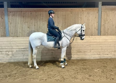 Inne konie gorącokrwiste, Klacz, 20 lat, 165 cm, Siwa