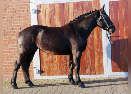 Inne konie gorącokrwiste Mix, Klacz, 3 lat, 154 cm