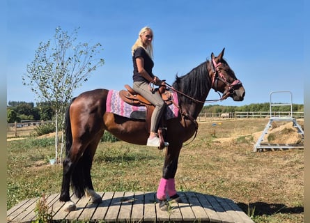 Inne konie gorącokrwiste, Klacz, 3 lat, 156 cm, Gniada