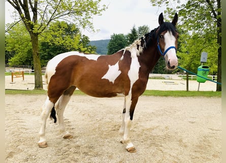 Inne konie gorącokrwiste Mix, Klacz, 3 lat, 157 cm, Srokata