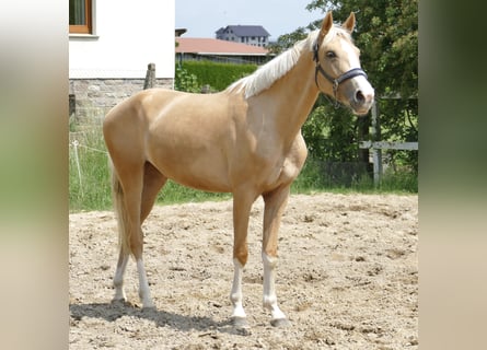 Inne konie gorącokrwiste, Klacz, 3 lat, 162 cm, Izabelowata