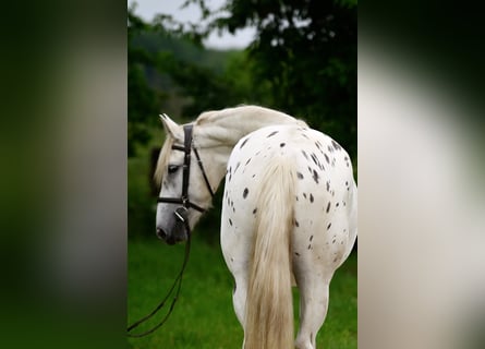 Inne konie gorącokrwiste, Klacz, 3 lat, 163 cm, Tarantowata
