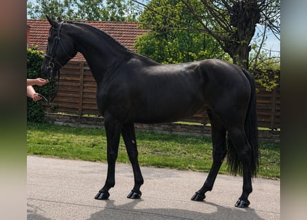Inne konie gorącokrwiste, Klacz, 3 lat, 167 cm, Kara
