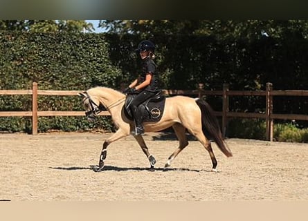 Inne konie gorącokrwiste, Klacz, 4 lat, 126 cm, Jelenia