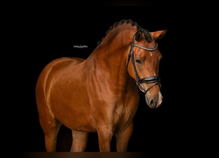 Inne konie gorącokrwiste, Klacz, 4 lat, 147 cm, Gniada