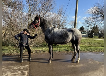 Inne konie gorącokrwiste, Klacz, 4 lat, 160 cm, Stalowosiwy