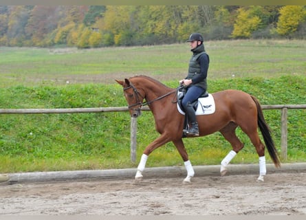 Inne konie gorącokrwiste, Klacz, 4 lat, 167 cm, Ciemnokasztanowata