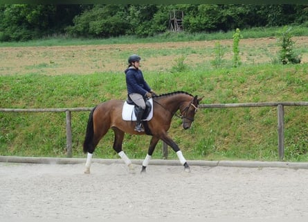 Inne konie gorącokrwiste, Klacz, 4 lat, 167 cm, Gniada