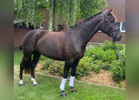 Inne konie gorącokrwiste, Klacz, 4 lat, 170 cm, Ciemnokasztanowata
