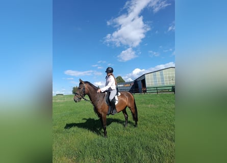 Inne konie gorącokrwiste, Klacz, 5 lat, 147 cm, Gniada