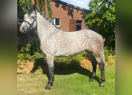 Inne konie gorącokrwiste, Klacz, 5 lat, 160 cm, Siwa