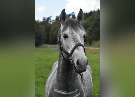 Inne konie gorącokrwiste Mix, Klacz, 6 lat, 142 cm, Siwa jabłkowita