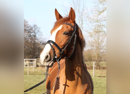 Inne konie gorącokrwiste, Klacz, 6 lat, 158 cm, Ciemnokasztanowata