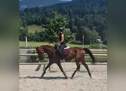 Inne konie gorącokrwiste, Klacz, 6 lat, 164 cm, Gniada