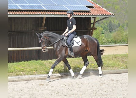 Inne konie gorącokrwiste, Klacz, 6 lat, 170 cm, Gniada