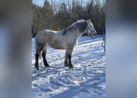 Inne konie gorącokrwiste Mix, Klacz, 7 lat, 154 cm, Siwa