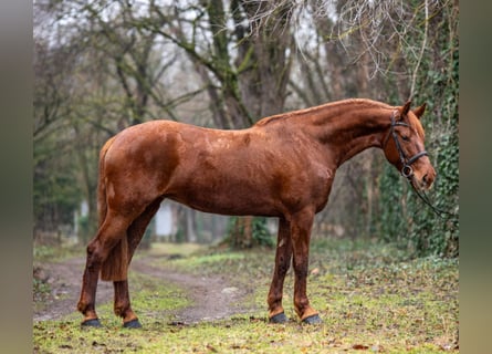 Inne konie gorącokrwiste, Klacz, 7 lat, 160 cm, Kasztanowata
