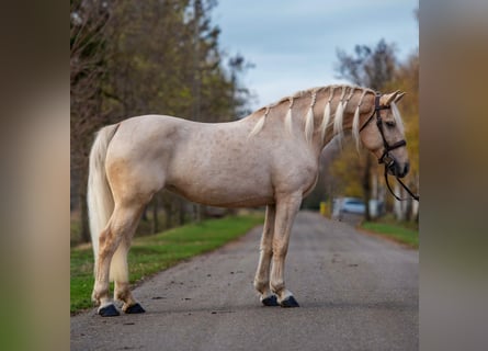 Inne konie gorącokrwiste, Klacz, 7 lat, 163 cm, Izabelowata