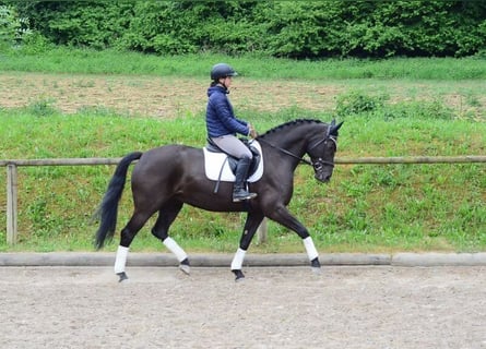 Inne konie gorącokrwiste, Klacz, 7 lat, 167 cm, Kara