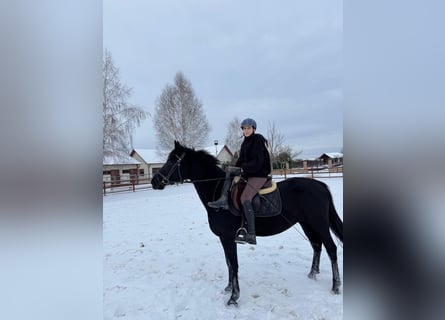 Inne konie gorącokrwiste, Klacz, 9 lat, 152 cm, Kara