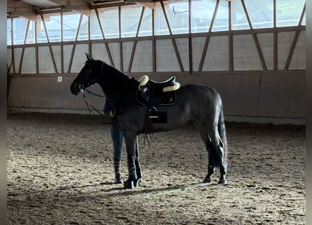 Inne konie gorącokrwiste, Klacz, 9 lat, 170 cm, Ciemnogniada