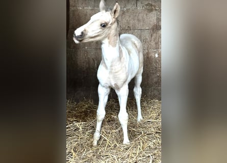 Inne konie gorącokrwiste, Klacz, Źrebak (03/2026), 167 cm, Srokata