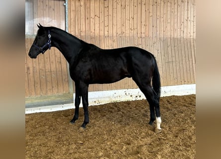 Inne konie gorącokrwiste, Ogier, 2 lat, 162 cm, Skarogniada