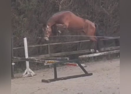 Inne konie gorącokrwiste, Ogier, 4 lat, 170 cm, Gniada