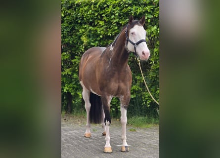 Inne konie gorącokrwiste, Wałach, 10 lat, 154 cm, Overo wszelkich maści