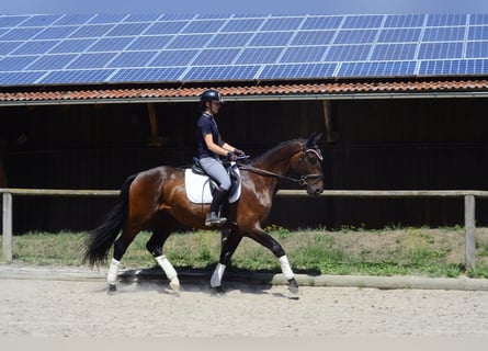 Inne konie gorącokrwiste, Wałach, 3 lat, 167 cm, Gniada