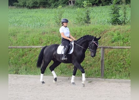 Inne konie gorącokrwiste, Wałach, 3 lat, 170 cm, Kara