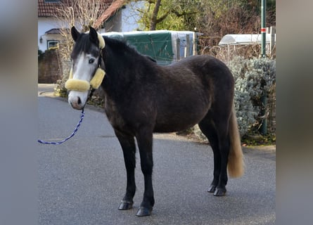 Inne konie gorącokrwiste Mix, Wałach, 4 lat, 145 cm, Karosiwa