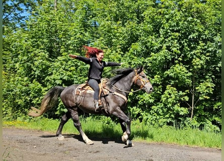 Inne konie gorącokrwiste, Wałach, 4 lat, 160 cm, Siwa jabłkowita