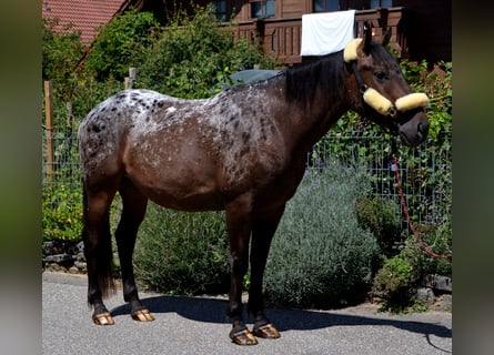 Inne konie gorącokrwiste Mix, Wałach, 4 lat, 160 cm, Tarantowata